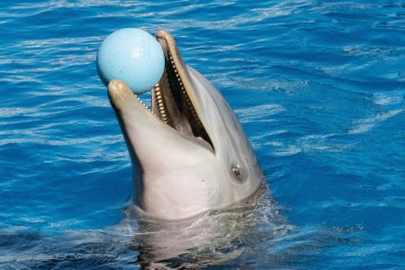 Dolphin Show in Hurghada