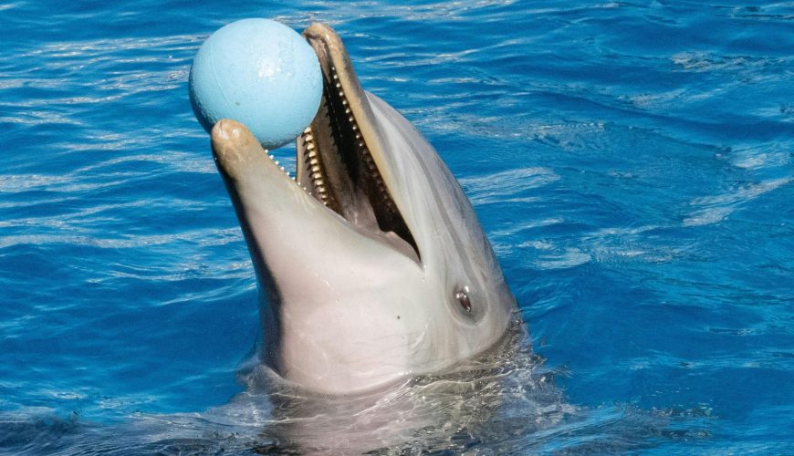 Dolphin Show Hurghada